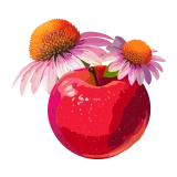 Jablko a echinacea