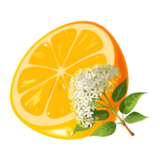 Citrón a černý bez